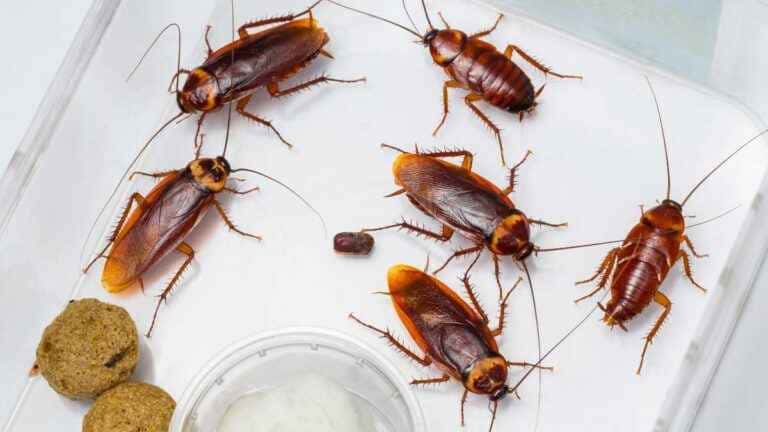 Fezes de Barata no Armário: Como Limpar e Prevenir Infestações