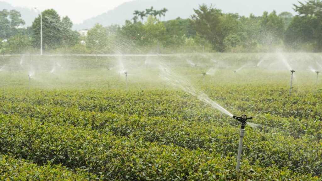 Conheça os Tipos de Irrigação que Podem Melhorar o Desenvolvimento da Sua Plantação