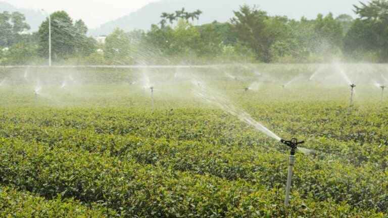 Conheça os Tipos de Irrigação que Podem Melhorar o Desenvolvimento da Sua Plantação
