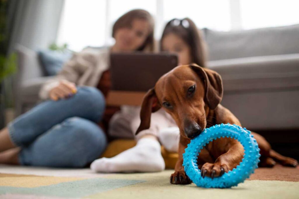 A importância dos brinquedos na rotina de cães que passam um tempo sozinhos