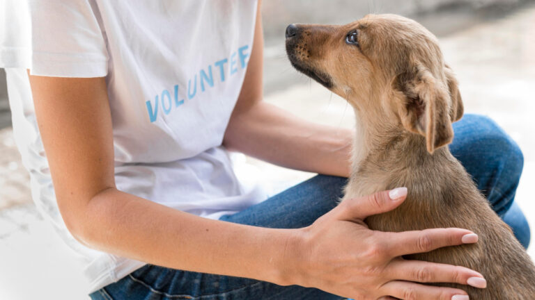 Cuidados e responsabilidades importantes ao adotar um novo pet